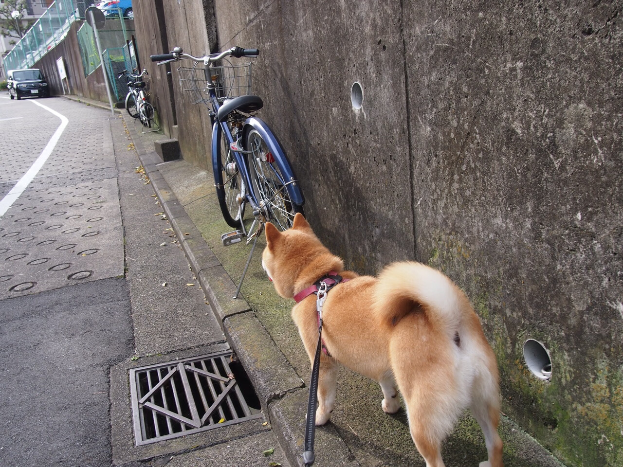 _虚拟赛车模拟：沉浸式极速体验_，虚拟赛车动画片