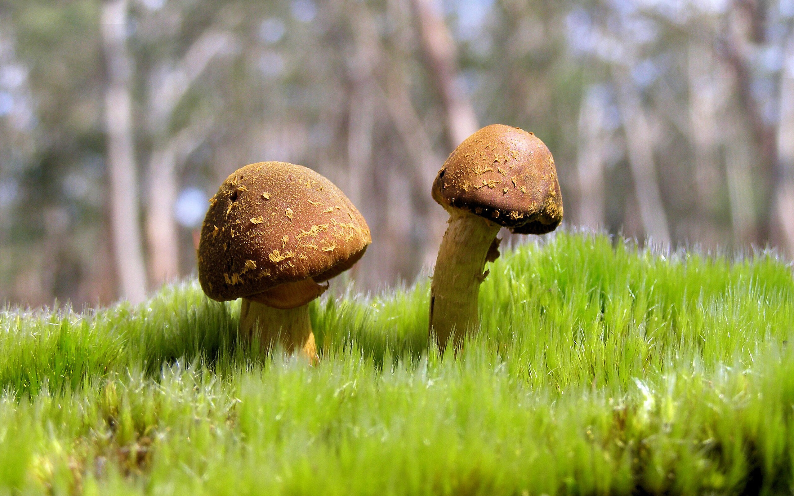 开云体育下载官网-中国男足在巴黎奥运会比赛中以2-0战胜西班牙，中国男足晋级奥运会