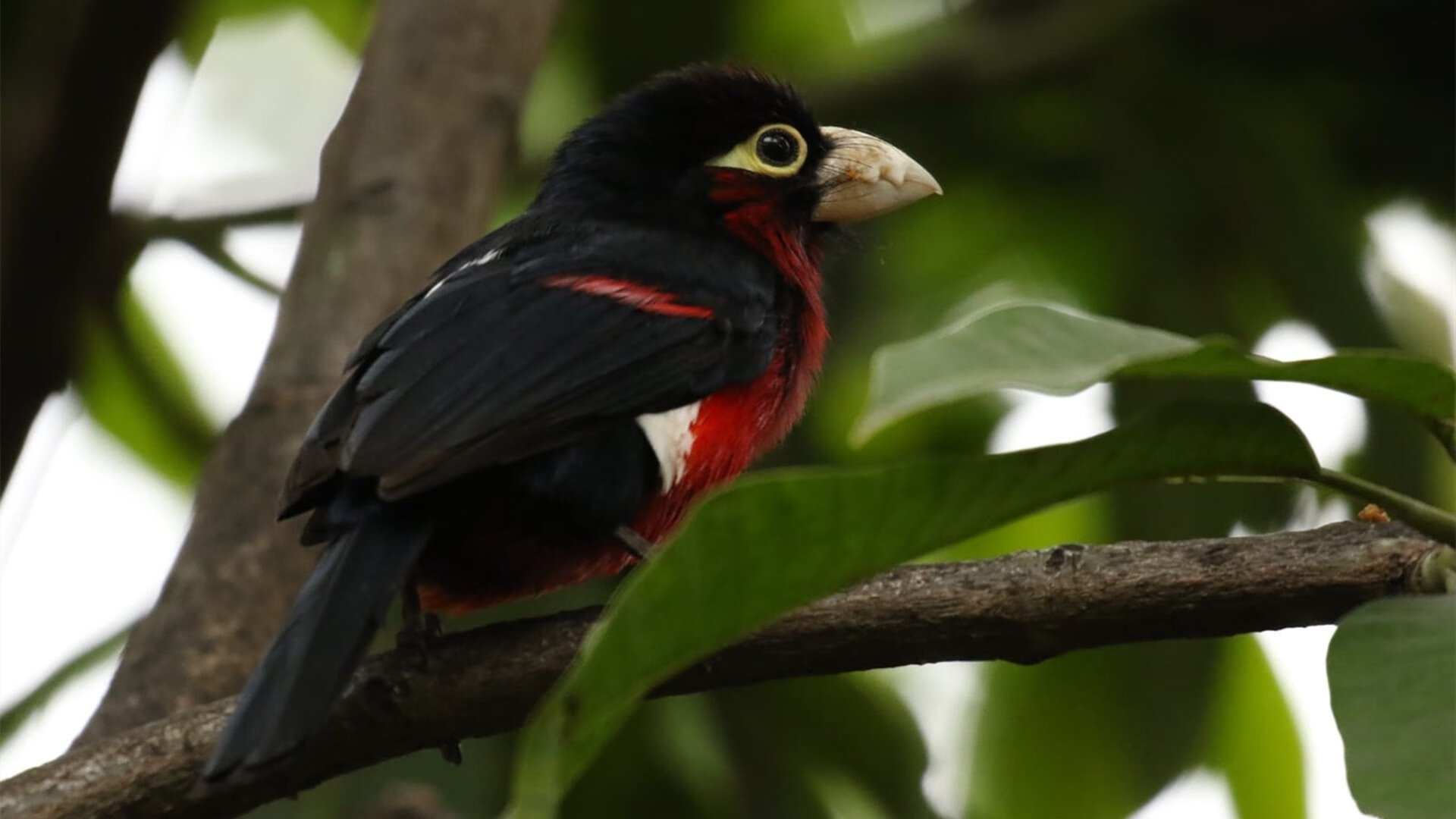 墨西哥战胜加拿大,冬奥足球荣登领奖台,墨西哥男足奥运